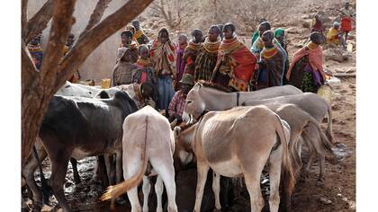 Mujeres Turkana junto a sus animales
