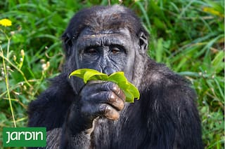 Cómo es el botiquín secreto de los animales para cuidarse naturalmente