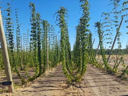Multiplicó su producción de lúpulo