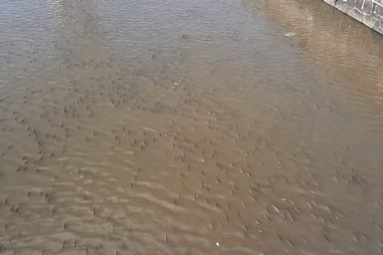 Multitud de peces nadando en la superficie del dique 1 de Puerto Madero, ayer miércoles 5 de marzo