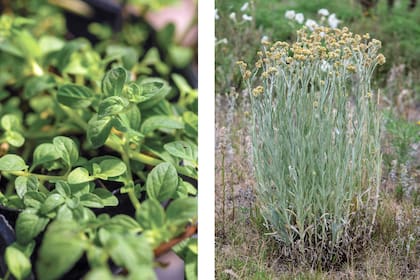 Muña (Minthostachys mollis) y Marcela (Achyrocline satureioides) dos plantas muy comunes en los jardines que mantienen lejos a los mosquitos