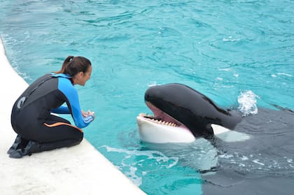 Mundo Marino recordó que la orca tomó "a sus cuidadores como parte de su nuevo grupo social, haciendo imposible su reinserción"