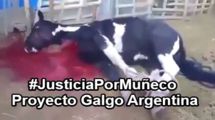 Mu?eco luego de ser desangrado