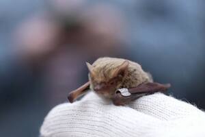 Un grupo de voluntarios liberaron en un parque más de 200 murciélagos rescatados