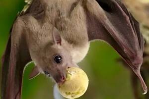 Los murciélagos poseen habilidades cognitivas “humanas”