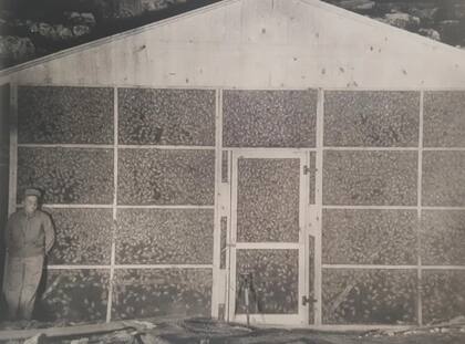 Murciélagos atrapados que luego serían usados para crear las "bat-bomb"