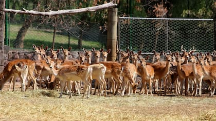 Varios animales murieron en los últimos meses en el zoo de Mendoza