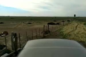 Murieron 155 vaquillonas en un campo