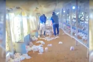 Investigan la impactante muerte de 2000 pollos