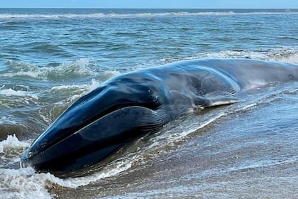 Murió la ballena varada en Costa Esmeralda