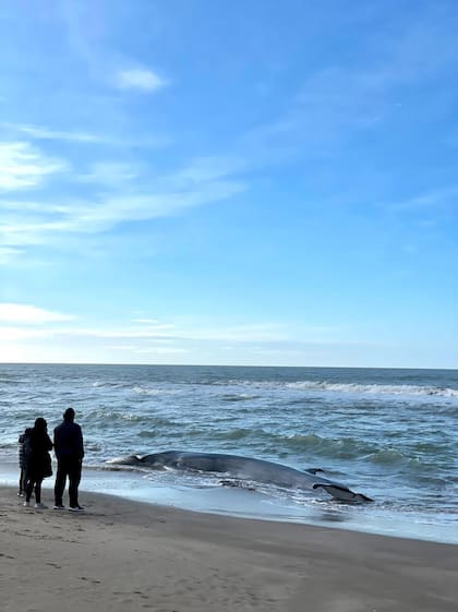 Murió la ballena varada en Costa Esmeralda