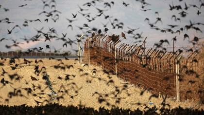 Milanos negros parados en la frontera Israel-Jordania mientras que los estorninos vuelan en el valle del Jordán en Cisjordania
