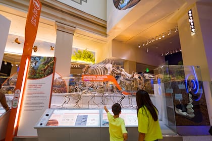 Museo de Historia Natural del Instituto Smithsonian (washington.org)