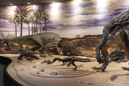 Museo de sitio en Ischigualasto, ideal para ubicarse en el Triásico, antes o después del recorrido por el parque.