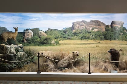 Parte de la colección Gerlero Anchorena en el Museo de Ciencias Naturales Miguel Lillo.