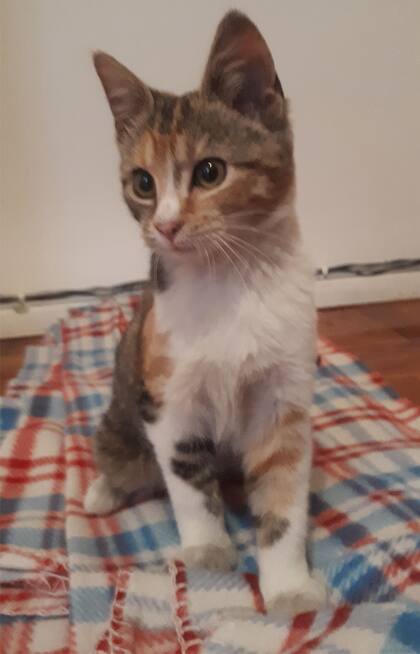 Mut fue rescatada con tres meses de vida.