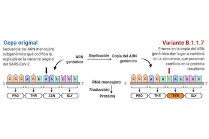 Mutación N507Y, en la variante B.1.1.7 del SARS-CoV-2. El cambio de una letra en el genoma provoca un cambio en la región del virus encargada de reconocer y unirse a la célula a infectar