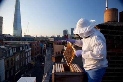 Muy cerca del Puente de Londres y del coloso Shard of Glass, el centro de operaciones de Bermondsey Street Bees