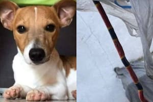 La conmovedora historia del perro que murió defendiendo a su familia de una serpiente