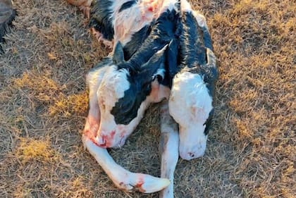 El ternero falleció a los pocos minutos de nacer