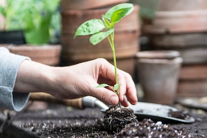 Nada más fascinante que acompañar a una planta desde su primer brote