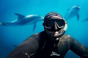 Así es bucear entre lobos marinos, delfines y otras especies del mar patagónico