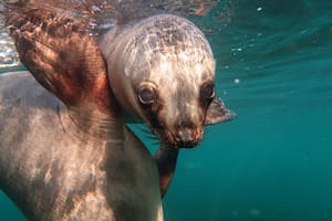 Nadar con lobos marinos en Punta Loma, Puerto Madryn, es una gran experiencia.