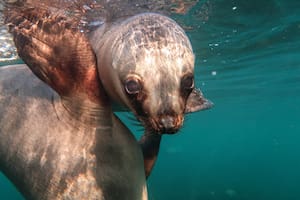 La increíble experiencia de nadar con lobos marinos en Puerto Madryn