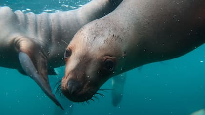 Nadar con lobos marinos es una de las grandes experiencias que propone Península de Valdés.