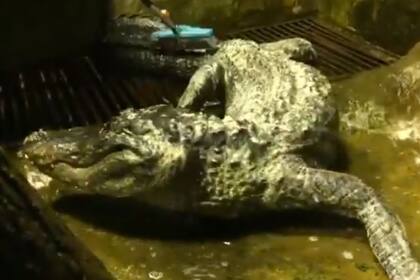 Nadie sabe cómo sobrevivió Saturno los tres años que mediaron entre la destrucción del zoológico y su encuentro en las calles de Berlín por soldados británicos