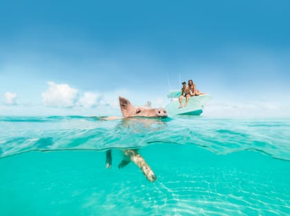 Nado con chanchos en Pig Beach, la curiosa excursión en la isla de Exumas.