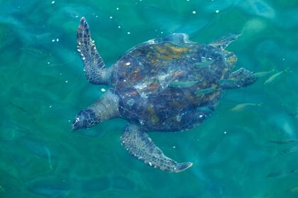 Nado con tortugas, una de las actividades que se ofrecen