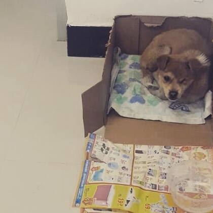 Nahuel y su esposa acomodaron al cachorro en una caja de cartón dentro de su departamento.