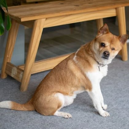 Nahuel y su esposa comenzaron a evaluar diferentes opciones para que Piyo viajara con ellos a la Argentina.
