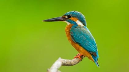 Nakatsu rediseñó la parte frontal del tren inspirándose en el pico del martín pescador