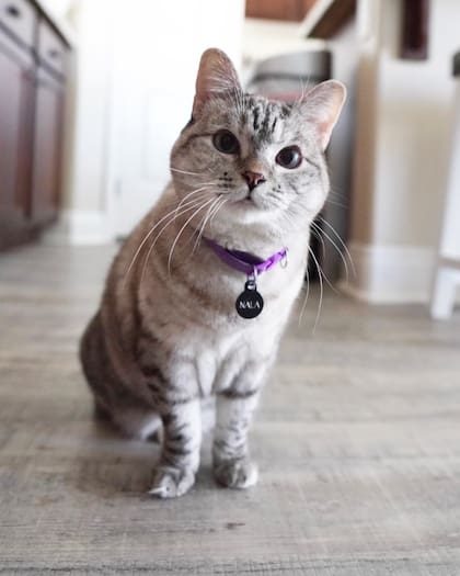 Nala es la gata más rica del mundo