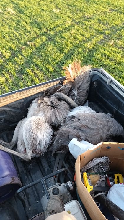 Ñandúes cazados para venta de carne exótica ilegal