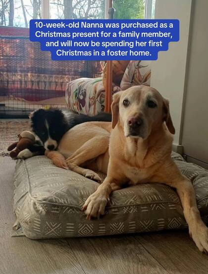 Nanna con su hermano perruno de adopción en el refugio de Sussex West