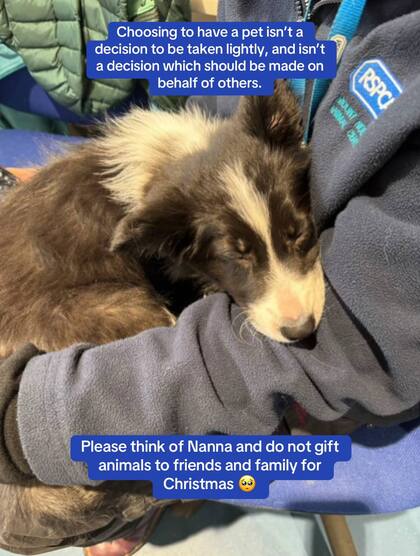 Nanna fue adoptada como regalo de Navidad pero la familia la devolvió el 24 de diciembre