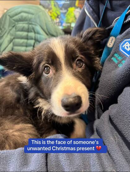 Nanna tiene 10 semanas y según Newsweek, fue devuelta por la familia porque el resto de las mascotas de la casa no se adaptaron a ella