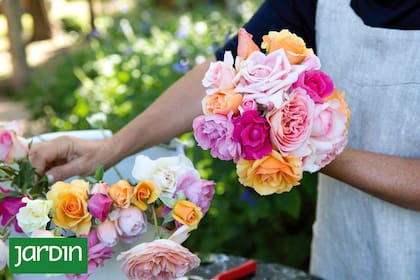 Naranjas, blancas, fucsias, rosas, rosadas... además de los colores, las formas de sus flores, la altura que alcanzan sus plantas y las formas de cuidado varían entre los diversos tipos de rosas