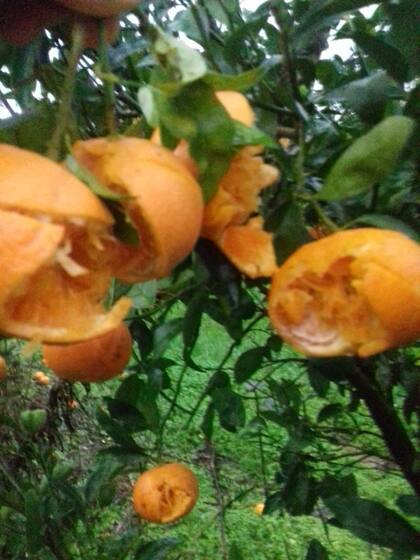 Naranjas que se rompieron por la tormenta.