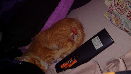 Naranjú pesaba 600 gramos cuando llegó al local de Daiana; además tenía un prolapso rectal.