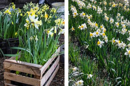 Narcisos: sus bulbos se plantan en otoño, pero antes de hacerlo es importante sumergirlos en una solución de agua y amonio cuaternario que eliminará esporas de hongos y bacterias patógenas