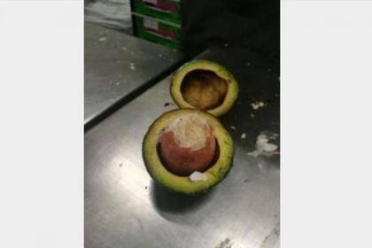 Los narcos cambiaron los carozos de las paltas por objetos similares cargados de cocaína y cubiertos de parafina