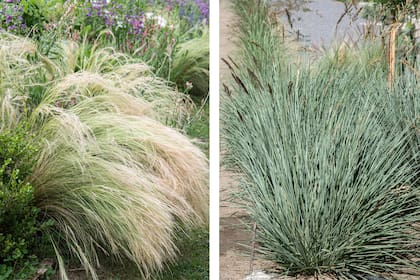 Nassella tenuissima y Paspalum haumanii: resistentes y con capacidad para captar la luz baja del otoño
El Paspalum hau