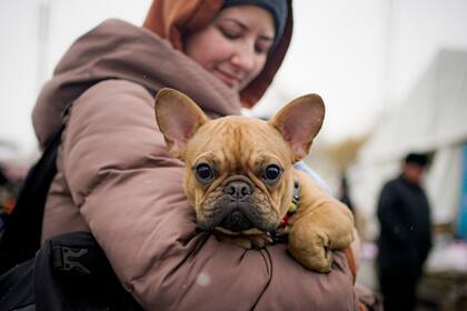 Nastya Kononchuk sostiene a Molly, su bulldog francés de 8 meses, después de huir del conflicto de la vecina Ucrania en la frontera rumano-ucraniana, en Siret, Rumania