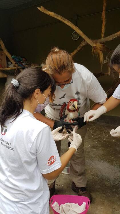 Natalia Demergassi, criando Guacamayos rojos con destino Iberá