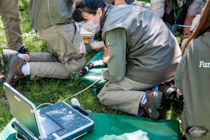 Natalia Demergassi es coordinadora de Manejo y Ciencia Animal en la fundación y a comienzos de año viajó a Corrientes a socorrer a la fauna afectada por los incendios