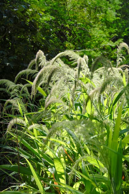 Nativa versátil, la Setaria sulcata es ideal para dar cuerpo a un ramo, por eso es muy usada como planta de corte.